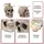 MCW MCW-A19 Beige Glas 55 x 52 x 55 cm