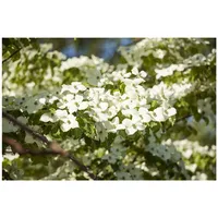 Pflanzen Für Dich Cornus florida, Blumen-Hartriegel, 40–60 cm, weiße