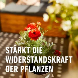 Compo Balkon- und Kübelpflanzendünger 2,5 l