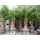 gruenwaren jakubik XL Stämme Palme winterhart 140-180 cm Trachycarpus fortunei, Hanfpalme,