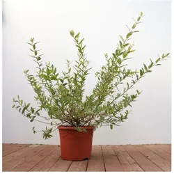 Salix integra 'Hakuro Nishiki', Japanische Weide, buntes Laub, 40–60 cm