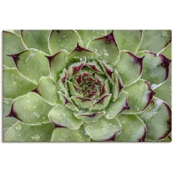 Wandbild ARTLAND "Sukkulente mit Regentropfen", grün (farbe bild(er): grün), B:90cm H:60cm, Bilder, als Alubild, Outdoorbild, Leinwandbild in verschied. Größen