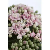 Pflanzen Für Dich Viburnum tinus 'Eve Price', Lorbeer-Schneeball, immergrün,