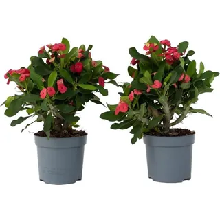 Plant in a Box - Christusdorn - 2 Stk - Euphorbia 'Milii' - Höhe 25-35cm - Topf 13cm
