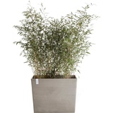 ECOPOTS Blumentopf ECOPOTS "Paris mit Rollen 85 Taupe" Pflanzgefäße Gr. B/H/T: 85,2 cm x 65,8 cm x 39,5 cm, grau (taupe) Blumentöpfe -kästen