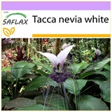 Saflax - Nepalesische Riesen - Fledermausblume - 10 Samen - Tacca nevia white