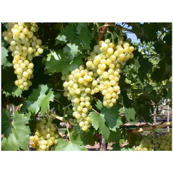 Vitis vinifera 'Phönix', Weinrebe, 80–100 cm