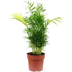 2er-Set Bergpalme Chamaedorea – Tropische Zimmerpflanze, pflegeleicht, 65 cm hoch, Topf-Ø 17 cm