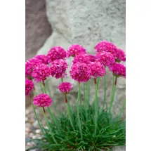 PlantaPro Armeria maritima 'Düsseldorfer Stolz' 9x9 cm Topf – Winterhart, Immergrün, Pflegeleicht – Grasnelke – Polsterstaude für Steingarten & Beet