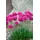 PlantaPro Armeria maritima 'Düsseldorfer Stolz' 9x9 cm Topf – Winterhart, Immergrün, Pflegeleicht – Grasnelke – Polsterstaude für Steingarten & Beet