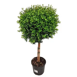 meinvipshop Topfpflanze Echte Myrte Myrtus 45cm XXL
