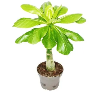 EXOTENHERZ Hawaiipalme Brighamia insignis
