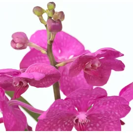 Plant in a Box - Vanda 'Cerise' - Höhe 40-50cm - Topf 14cm