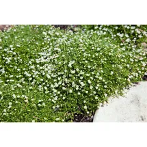 Pflanzen Für Dich Sagina subulata, Sternmoos, immergrün, ca. 9x9 cm Topf
