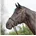 Warmblut