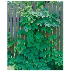 Humulus lupulus 'Pure', Hopfen, grün, 60–100 cm