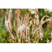 Pflanzen-für-dich.de Bistorta amplexicaulis Alba p 1