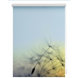 Lichtblick Rollo, ‎‎Klemmfix, 100x150 cm‎, Pusteblume, blau