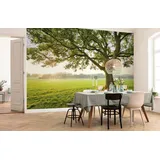KOMAR Vlies Fototapete The Magic Tree