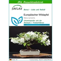 SAFLAX - Bonsai - Europäischer Wildapfel - 30 Samen