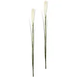 I.GE.A. Kunstpflanze I.GE.A. "Pampas", weiß, 6 x 6 x 125 cm, 2-Einheiten