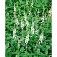 Pflanzen Für Dich Veronica spicata 'Icicle', Ehrenpreis, ca. 9x9