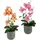 OTTO home Kunstpflanze Orchidee, OTTO home, Höhe 38 cm, Mit Blättern und Luftwurzeln, im Topf aus Keramik, 2er Set orange|rosa