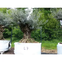 genau dieser Baum L7 Olivenbaum 245 cm, knorrige alte urige Olive winterhart