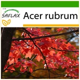 Saflax - Rotahorn - 20 Samen - Mit keimfreiem Anzuchtsubstrat - Acer rubrum