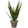 Mica decorations Kunstpflanze Aloe Vera im Blumentopf Stan Ø 16 cm x 30 cm Grün