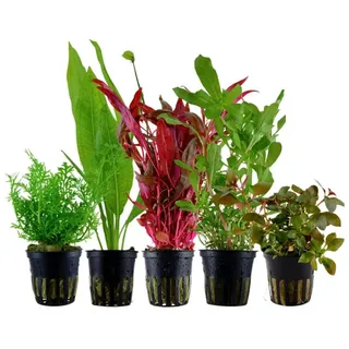 Aquaone Wasserpflanze Pflanzen Set mit 5 Hintergrund Wasserpflanzen Nr.142