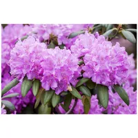 Pflanzen Für Dich Rhododendron 'Roseum Elegans', rosa Blüten, 40–50