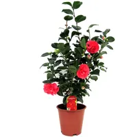 Plant in a Box - Japanische Rose - Camellia