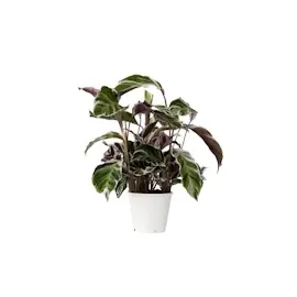 Plant in a Box - Calathea Fusion' - Höhe 30-40cm