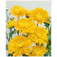 Pflanzen Für Dich Chrysanthemum x hort.'Bienchen', p 0,5