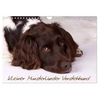 Calvendo Kleiner Münsterländer Vorstehhund (Wandkalender 2026 DIN A4 quer),