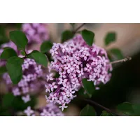 Pflanzen-für-dich.de - Syringa meyeri 'Red Pixie' c 3,5 40-