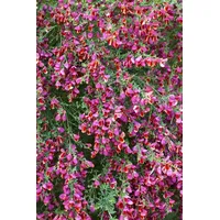Pflanzen Für Dich Cytisus scoparius 'Johnson's Crimson' 40-50