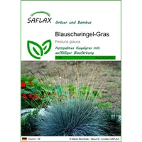 SAFLAX - - 50 Samen - Festuca glauca