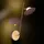 ETC Shop LED Wandleuchte 9 Watt Gold 23x46 cm