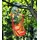 Garden Pleasure Hängesessel rot/grün/gelb