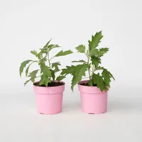 Plant in a Box - Hortensie - 2 Stk