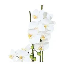 Creativ green Gasper Kunstpflanze Phalenopsis in Keramikschale, Farbe: Weiß, Größe: 14.5 x 8.5 cm, 105055-40