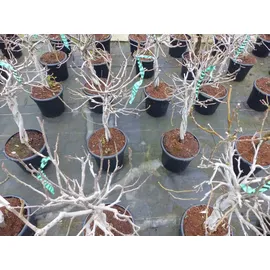 grünwaren Feigenbaum - hell UND dunkel - in 1 Topf, Obstbaum, winterhart, Ficus Carica, Feige