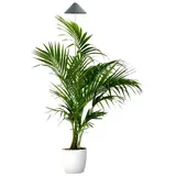 Parus by Venso SUNLiTE XL LED Pflanzenlampe 25W