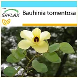 Saflax - Gelber Orchideenbaum - 30 Samen - Mit Geschenkbox, Versandaufkleber, Geschenkkarte und Anzuchtsubstrat