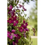 PlantaPro Kletterpflanze Clematis viticella Kermisina