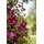 PlantaPro Kletterpflanze Clematis viticella Kermisina