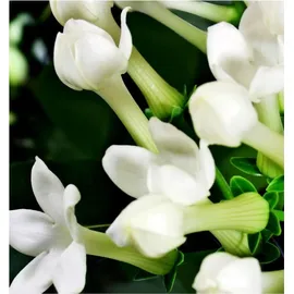 YODEYMA Iris Eau de Parfum 50 ml