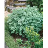 PlantaPro Artemisia absinthium 9x9 cm Topf – Winterhart, Mehrjährig, Pflegeleicht – Wermut – Kräuterpflanze für Garten & Kübel